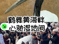 -盐城丹顶鹤湿地生态旅游区