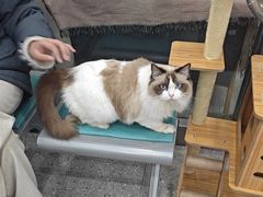 -四月宠物医院·猫专科·心脏专科·内科(转塘店)