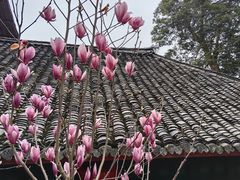 -峨眉山报国寺