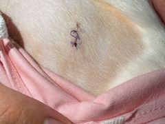 -纳吉亚猫专科动物医院·北北分院