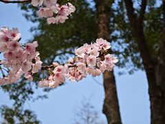 -顾村公园