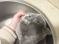 -伟伟宠物医院·瑞派猫友好医院·猫科(光谷店)