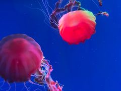 -海合安青岛极地海洋公园