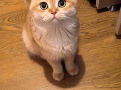 -欣宠猫屋·矮脚拿破仑·蓝金金渐层