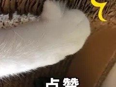 -靓蛙馆