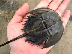 -红树林天天赶海
