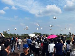 -盐城丹顶鹤湿地生态旅游区