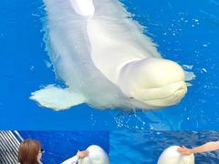 -秦皇岛乐岛海洋王国