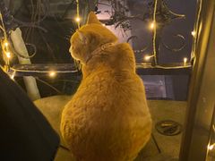 -Sirena海妖日咖夜酒