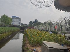 -百万葵园