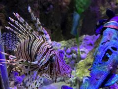 -太平洋海底世界