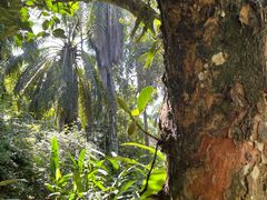-中国科学院西双版纳热带植物园