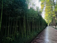 -黄海国家森林公园