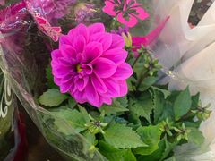 -双季花艺园艺市场(浦东店)