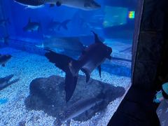 -多彩贵州城极地海洋世界