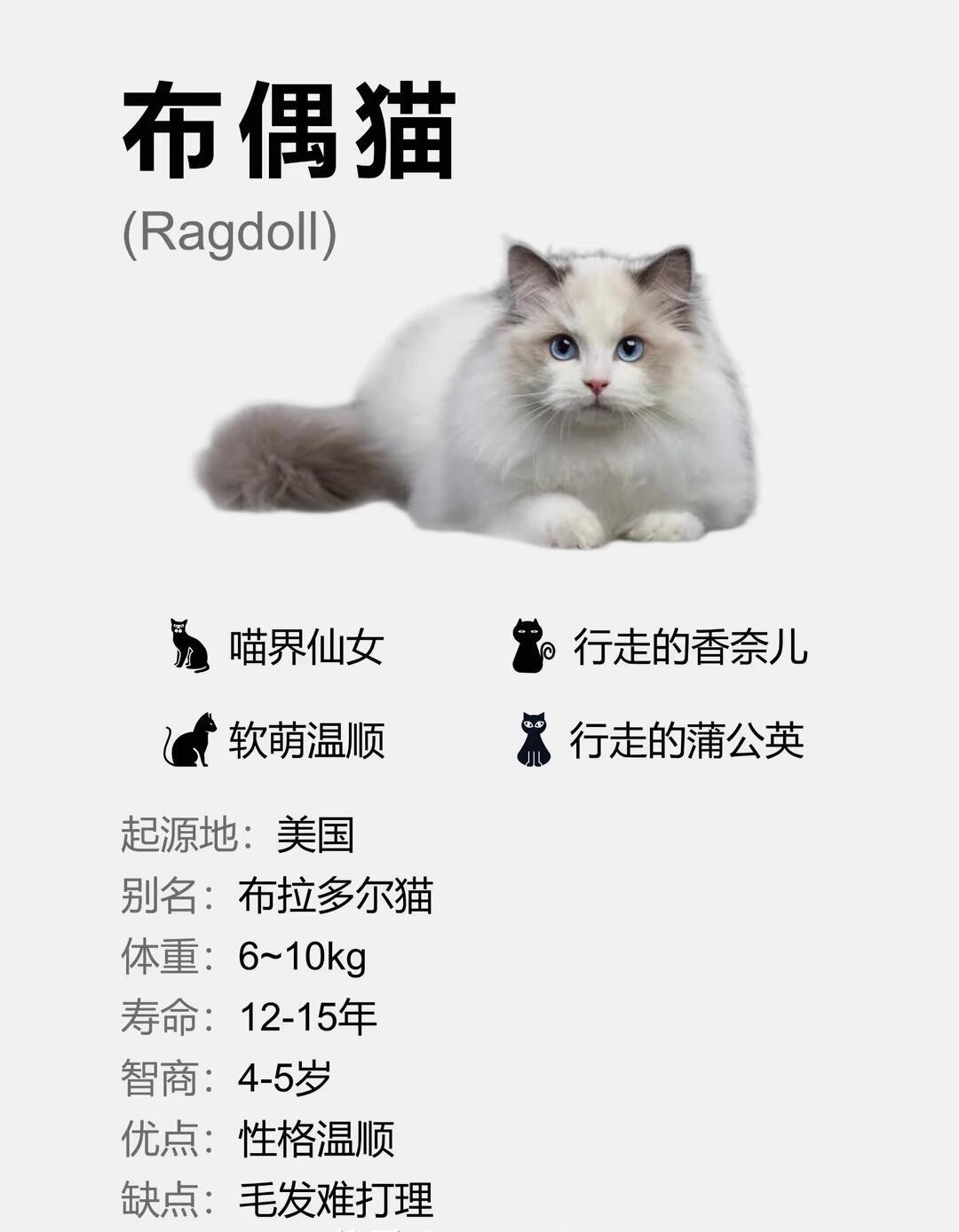 布偶猫怎么看品相图解图片