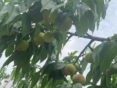 -老袁家蜜桃农场·阳山水蜜桃