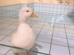 -RU DUCK柯尔鸭公社·撸鸭俱乐部·羊驼·小香猪