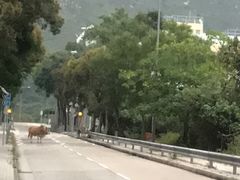 -大澳
