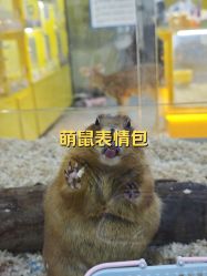 -神奇动物撸宠馆·羊驼·小浣熊·异宠(豫园店)