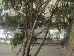 -找不到凉面(新都粮食局毗河油厂职工宿舍大院店)