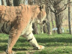 -北京野生动物园