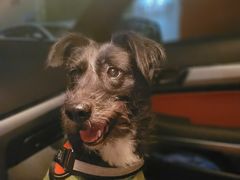 -宠物之家Pets Home 宠物寄养酒店