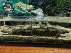 -太平洋海底世界