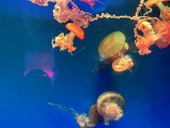 -南昌融创海世界