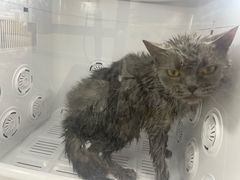 -爱洗澡的猫(天河路店)
