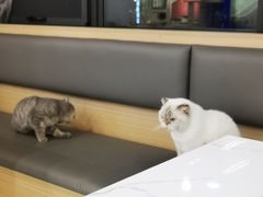 -喵园·猫主题咖啡厅·撸猫·猫咖(国贸店)