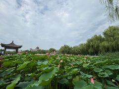 -莲花池公园