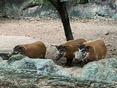 -清迈夜间动物园