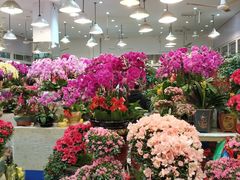 -双季花艺园艺市场(浦东店)
