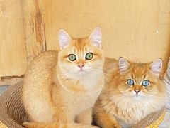 -萌兽医馆·犬猫专科·眼科中心·宠物医院(朝阳门分院)