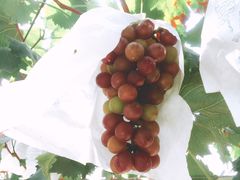 -美家乐农庄·露营·团建(大治路店)