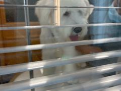 -帕帕拉兹宠物(亚洲旗舰店)