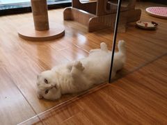 -啵啵喵·猫咖(攀华国际店)