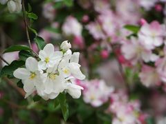 -海棠花溪(元大都城垣遗址公园)