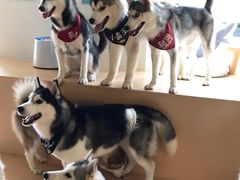 -Husky Go! 哈士奇体验馆·宠物咖啡厅狗咖