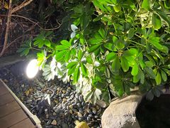 -财神鸡煲(华强北店)