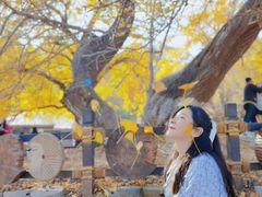 -千年银杏谷文化旅游区