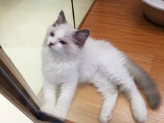 -龟与熊猫宠物公园(南坪店)