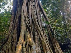 -中国科学院西双版纳热带植物园