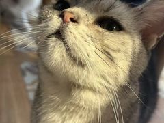 -猫猫幼稚园·撸猫·桌游·电玩