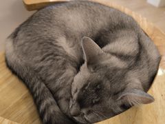 -有喵·猫咖·狗咖·30几只猫10只小狗(岗厦店)