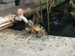 -夏家大锅台炖鱼馆