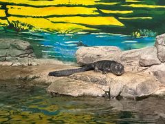 -上海海洋水族馆