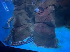 -石家庄海洋公园