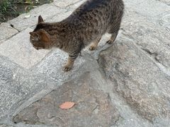 -西园寺素食(西园弄戒幢律寺店)